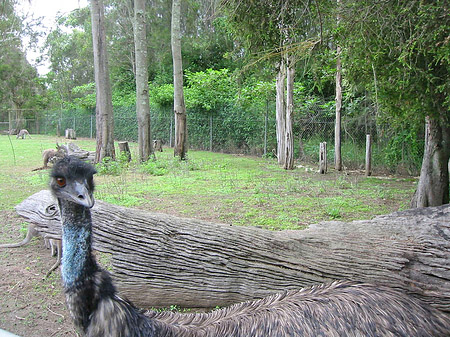 Vögel Fotos