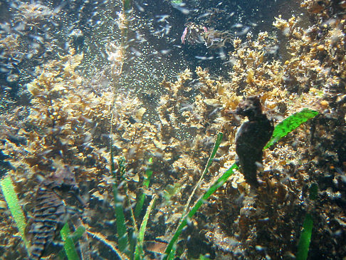 Aquarium Foto 