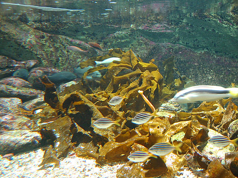 Fotos Aquarium | Sydney