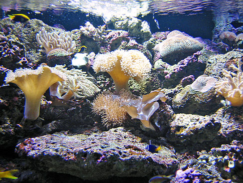 Foto Aquarium - Sydney