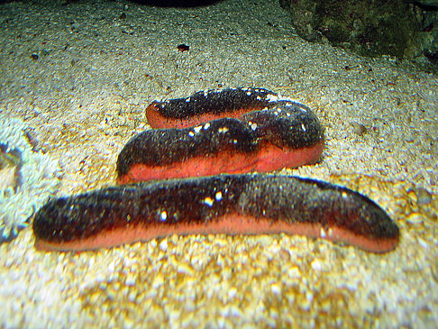 Fotos Aquarium | Sydney