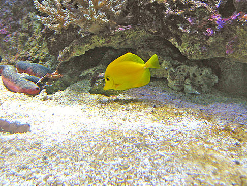 Fotos Aquarium | Sydney