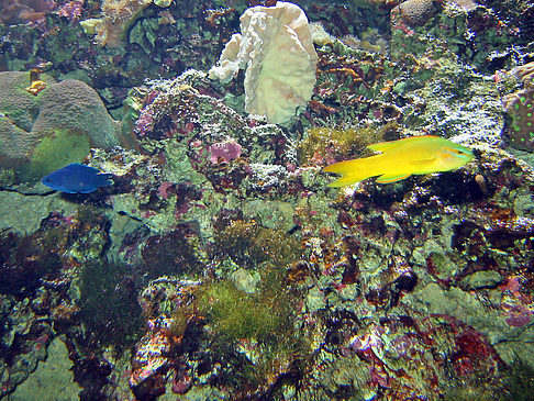 Foto Aquarium - Sydney