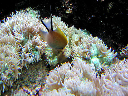 Fotos Aquarium