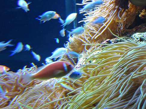 Aquarium Foto 