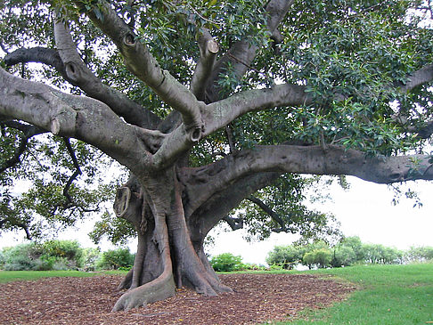 Fotos Baum