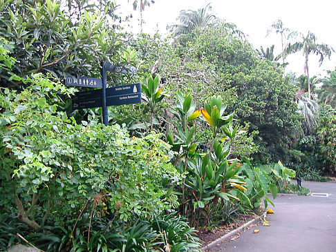 Fotos Botanischer Garten | Sydney