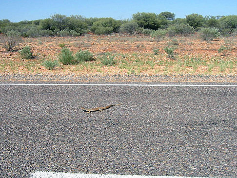 Tiere am Straßenrand Fotos