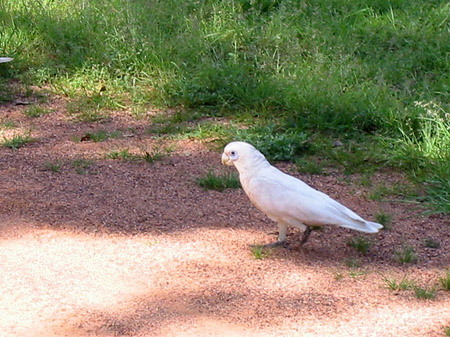 Vögel Foto 