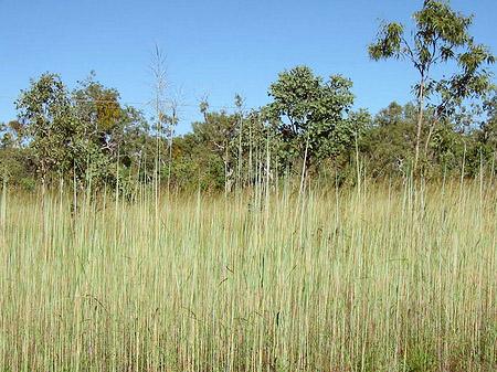 Foto Nationalpark Kakadu