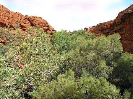 Pflanzen im Canyon