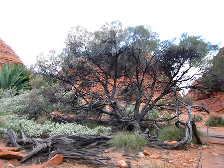 Fotos Pflanzen im Canyon | 