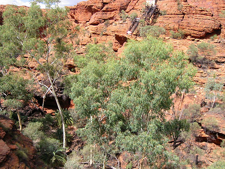 Foto Pflanzen im Canyon