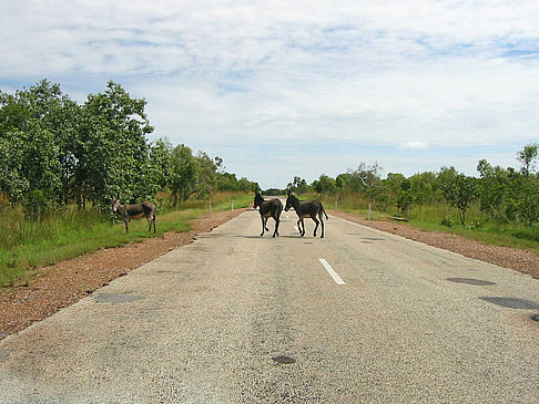 Tiere Fotos